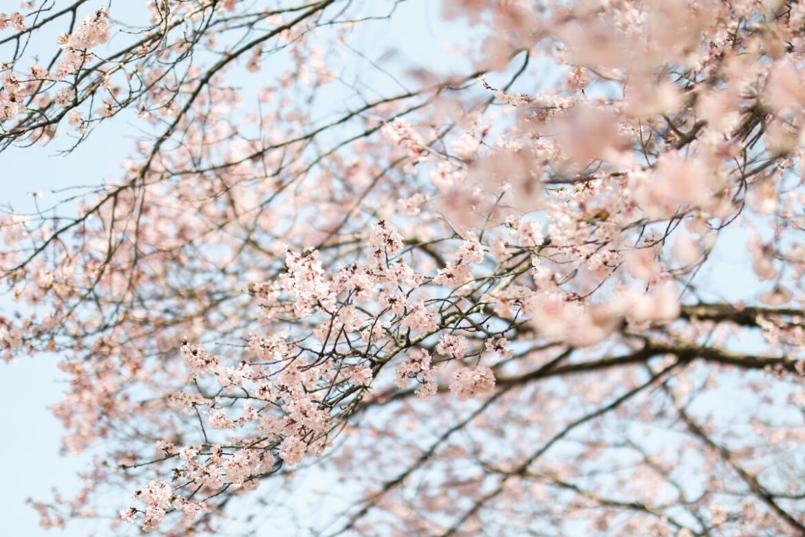 24 Must-Visit Springtime Activities