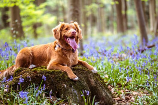 Hike Greater Peoria with your Pup