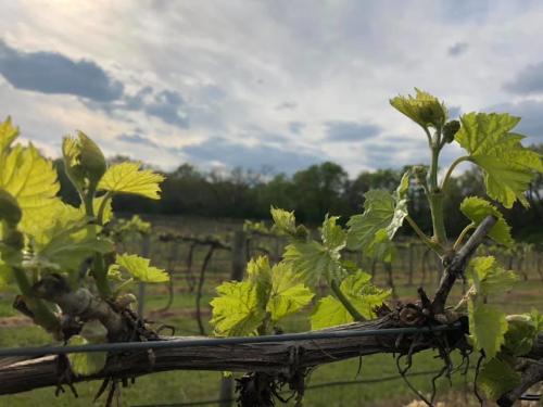 Mockingbird Vineyards